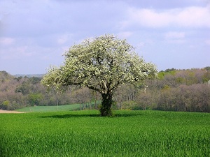 April in the Loire Valley