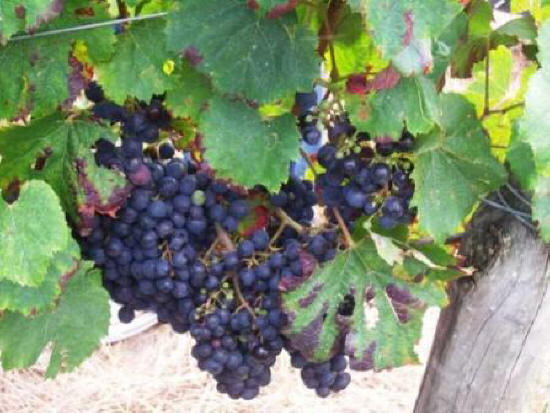 grapes on a vine near Chinon in the Loire Valley