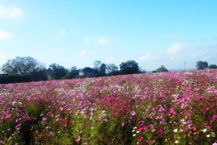 wild flower field behind the chateau at le grand pressigny