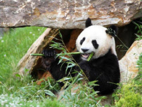 Panda in Zoo Beauval in the Loire Valley