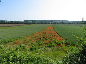 May in the Loire Valley