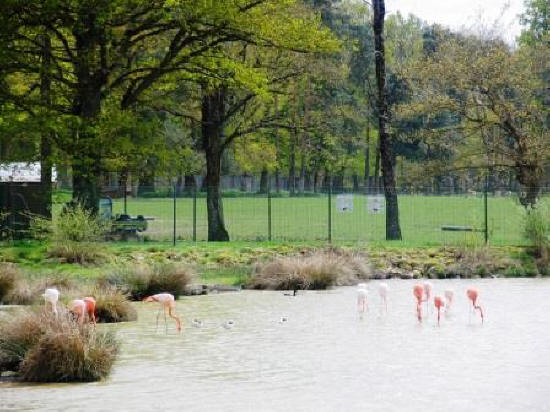 flamencos at Haute Touche safari park