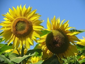  Loire Valley sunflowers a product of the weather