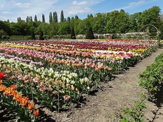 Tulips in thre nursery at Chateau de Chenonceau in the Loire Valley