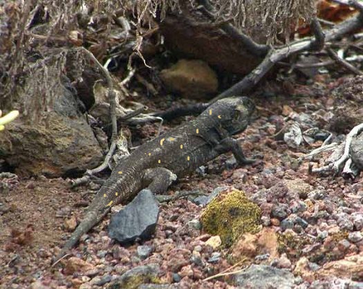 photo of lizard to refer to the lrgend of Montresor